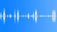 Coastal forest birds Sound Effect