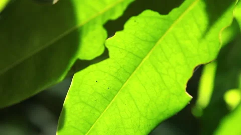 Coastal Forest Bright Sunlight on Leafs Stock Footage 138145160