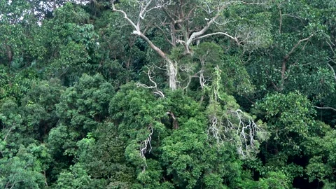 Coastal forest, Malaysia Stock Footage 176646532
