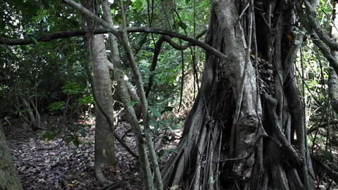 Coastal Forest Old Tree Stock Footage 138145018