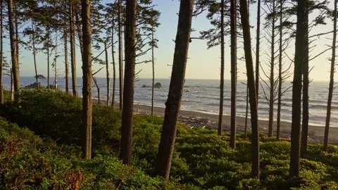 Coastal Forest Overlooking Ruby Beach at Sunset Stock Footage 310170620