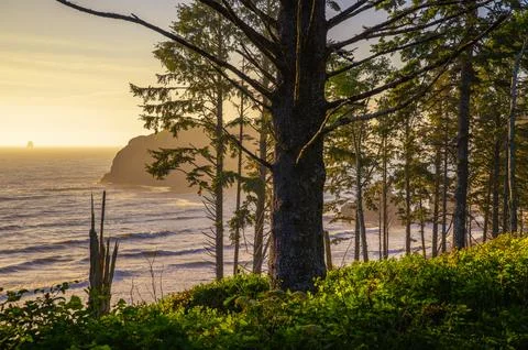 Coastal Forest Overlooking Ruby Beach at Sunset Stock Photos