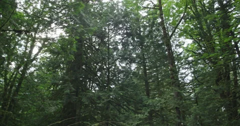 Coastal forest pan hand held Stock Footage 137536464
