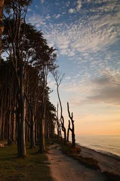 Coastal forest Stock Photos