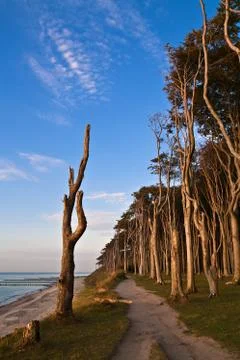 Coastal forest Stock Photos