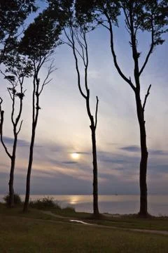 Coastal forest Stock Photos