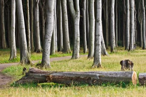 Coastal forest Stock Photos