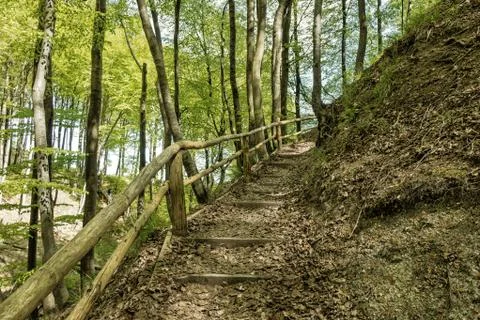 Coastal forest Stock Photos