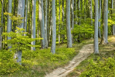 Coastal forest Stock Photos