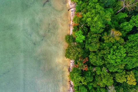Coastal forest 写真素材
