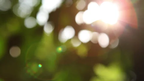 Coastal Forest Pull Focus on Sun coming through Leafs Stock Footage 138145053