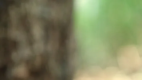 Coastal Forest Pull focus on Tree Stock Footage 138145085