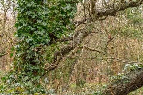 Coastal forest scenery Stock Photos