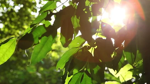Coastal Forest Sun coming through Leafs Stock Footage 138145165