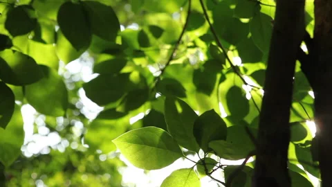 Coastal Forest Sunlight Shining Through Leaves Stock Footage 138145190