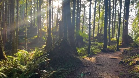 Coastal Forest Trail in Golden Light at Ecola State Park Oregon Stock Footage 341993083
