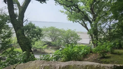 Coastal forest view featuring mossy rock and dense green trees 動画素材 337698058