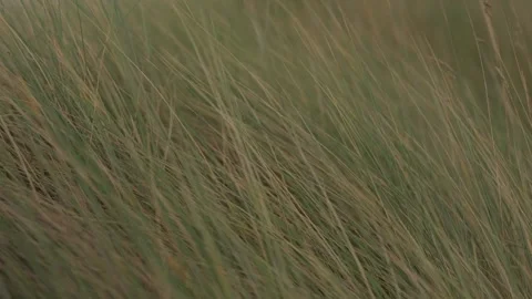 Coastal Grass blows in the wind 스톡 동영상 231726445