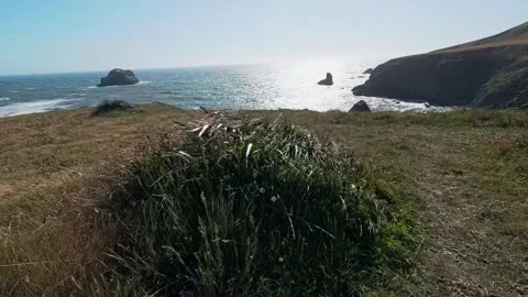 Coastal grass blows in the wind overlooking sea stacks on the California coastli Stock Footage 346273368