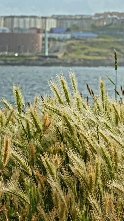 Coastal Grass with City Background Stock Footage 277108013