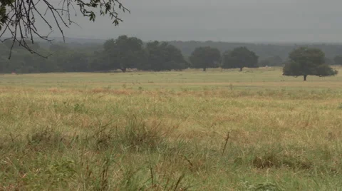 Coastal grass field in central Texas Stock Footage 60728172