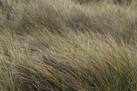 Coastal grass Stock Photos