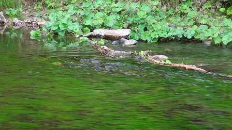 Coastal grass river backwater Stock Footage 48815331