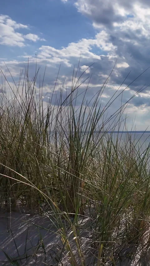 Coastal Grass Swaying On Sandy Beach Dunes Under Cloudy Sky Stock Footage 342250211