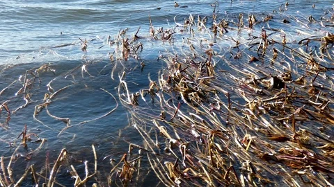 Coastal grass on the waves Stock Footage 105366717