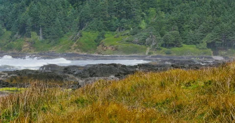 Coastal Grasses Stock Footage 44281917