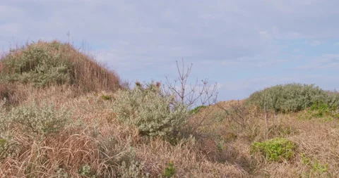 Coastal Grasslands Shrubs long-pan Stock Footage