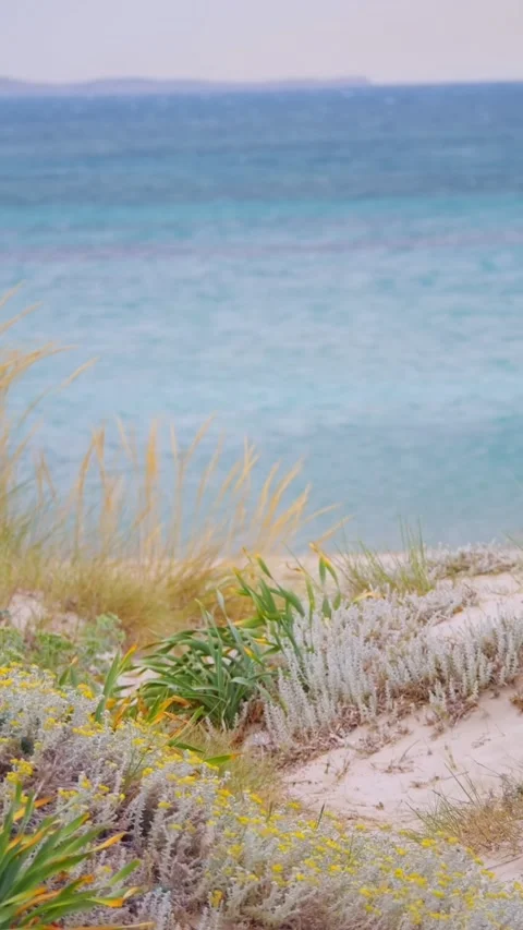 Coastal greenery frames a tranquil view of the turquoise sea, capturing a s.. Stock Footage 290087146