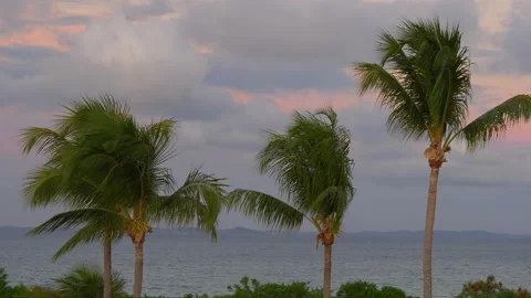 Coastal Harmony Four Palm Trees Along the Shoreline Stock Footage 255531258