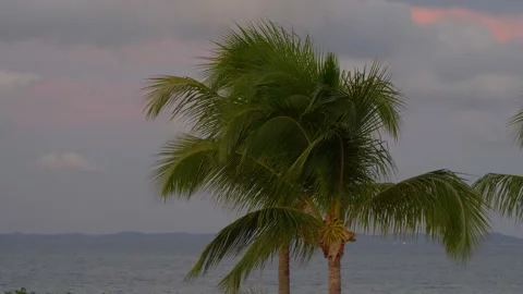 Coastal Harmony: Two Palm Trees Along the Seashore Stock Footage 255531540