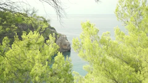 Coastal headland between bright green pine trees Stock Footage 160983497