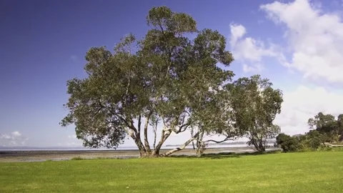 Coastal  Kauri Stock Footage 196901386