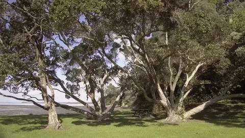 Coastal  Kauri Stock Footage 196901392