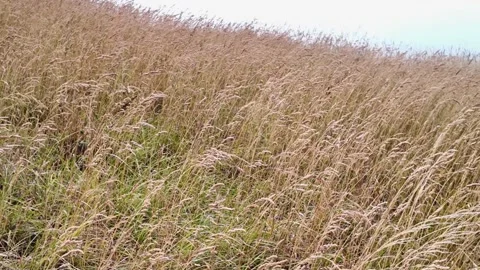Coastal landscape between Boulogne-sur-Mer and Wimereux Video stock 344690853