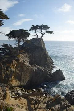 Coastal lone tree Stock Photos