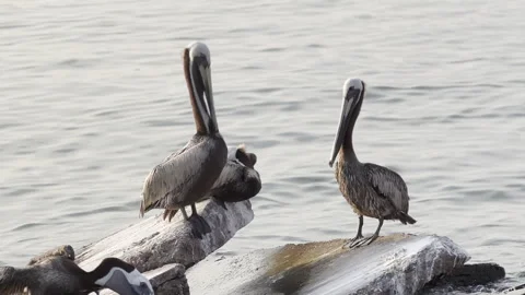 Coastal Majesty: Capturing the Elegance of a Pelican on a Rock Stock Footage 242614322