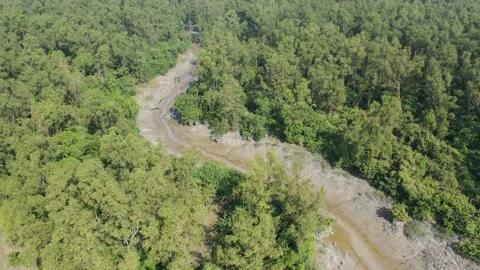 Coastal Mangrove Forest Video stock 261792497