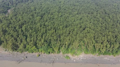 Coastal Mangrove Forest Video stock 261792572