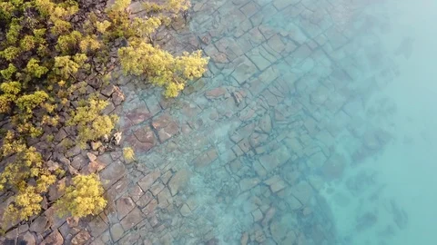 Coastal mangroves Stock Footage 113139442