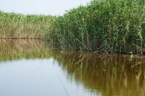 Coastal marsh Stock Photos