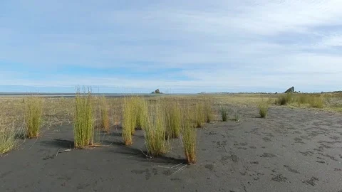 Coastal Mashland Stock Footage 218544077