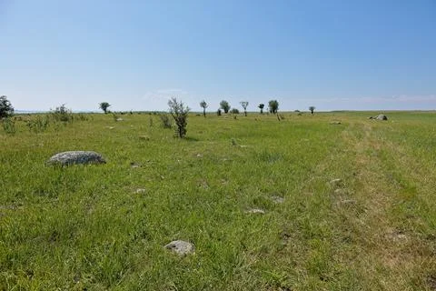 Coastal meadow. Stock Photos