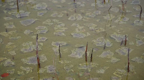 Coastal mud flats with small fish feeding Video stock 67211254