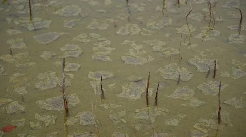 Coastal mud flats with small fish feeding Stock Footage 67211309