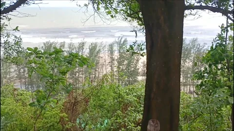 Coastal Ocean Waves Through Trees - Scenic Beach Landscape Nature Background HD Vidéo 336567957