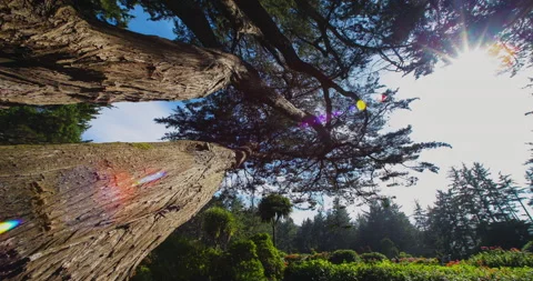 Coastal Oregon Forest Timelapse Stock Footage 199738944